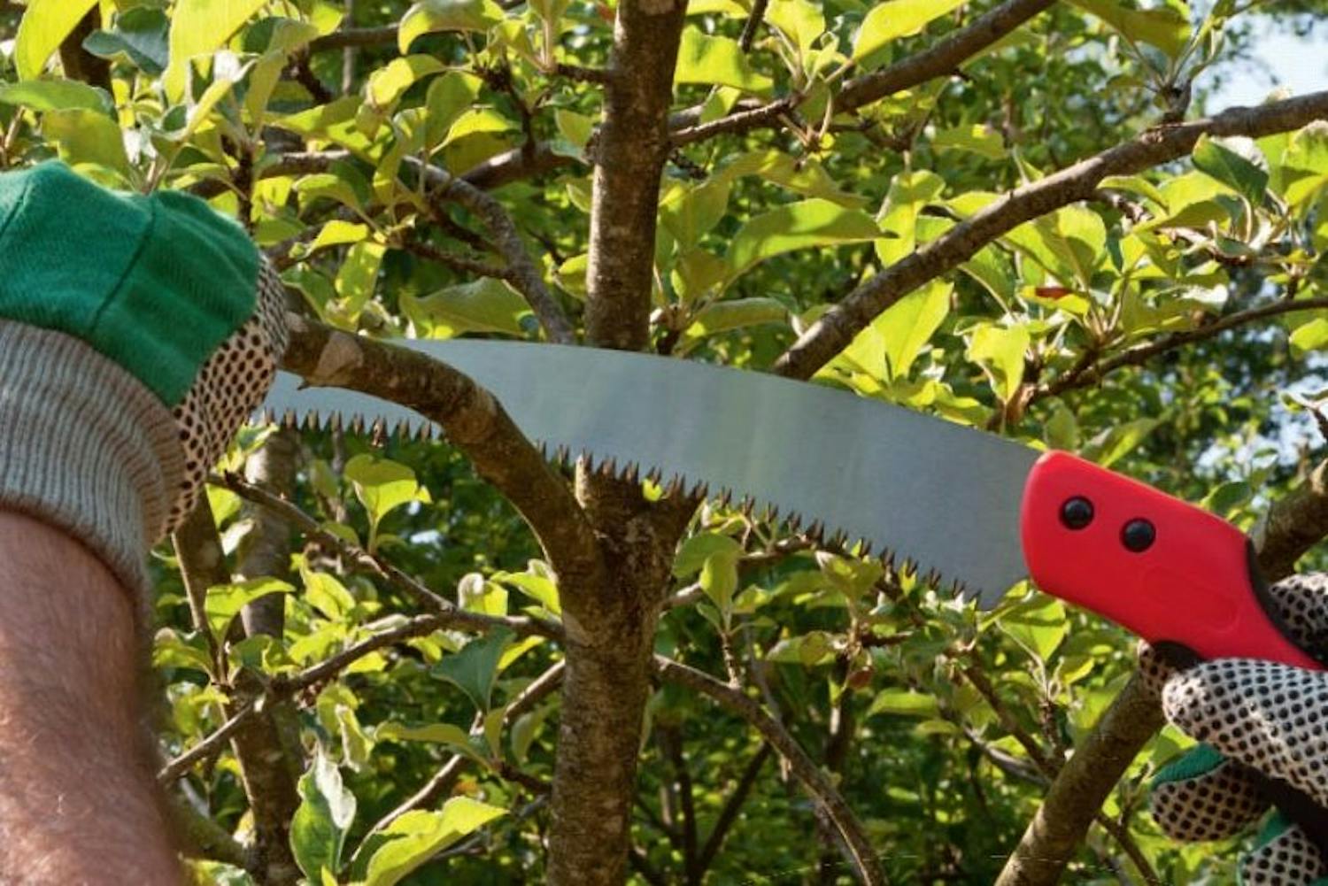 Näin leikkaat puut ja pensaat Näin leikkaat puut ja pensaat